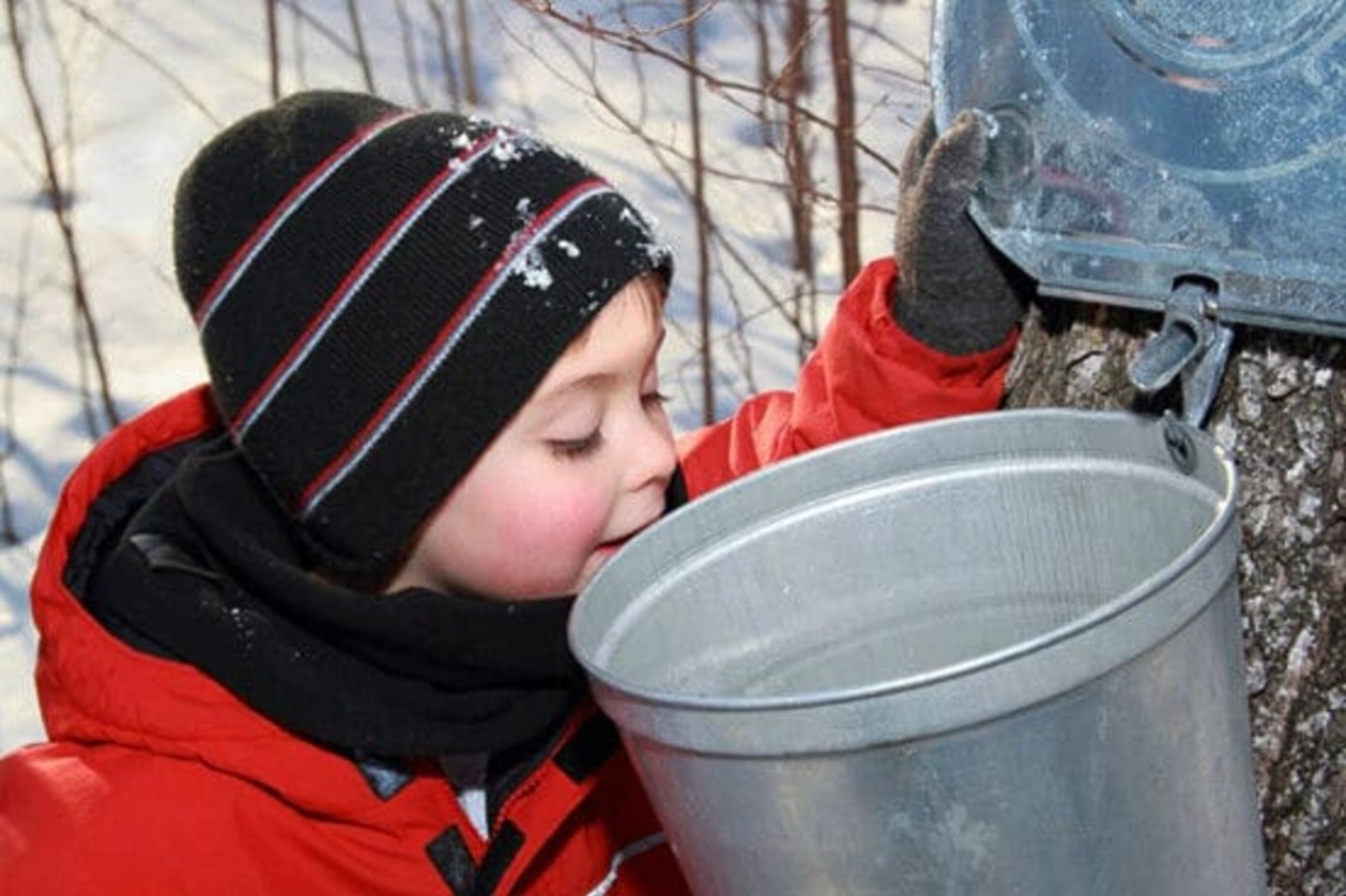 Maple sugar little boy2
